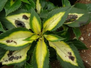 fungi on impatient photo 20110927_19.jpg
